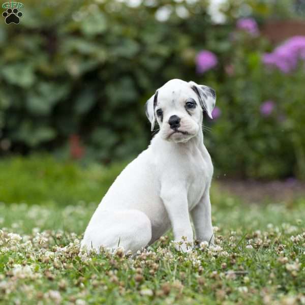 Benji, Boxer Puppy